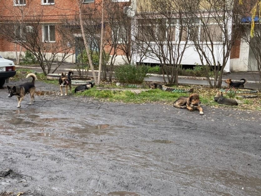 Шахтинцы жалуются на свору собак возле гаражей