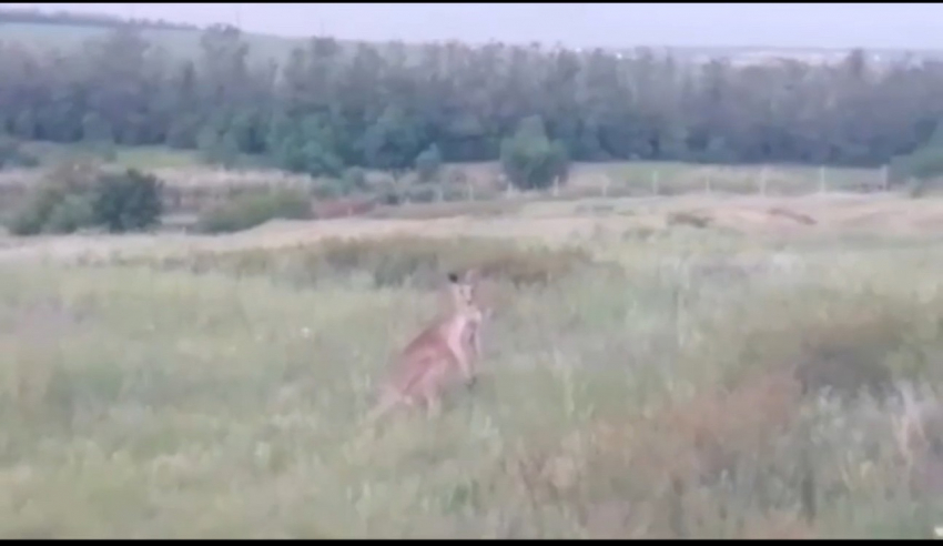 «Интересно, пнет или нет»: кенгуру встретился на пути рыбакам под Шахтами 