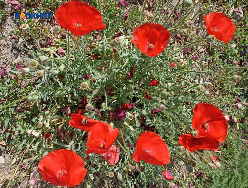 В Шахтах будет малооблачно и не очень жарко