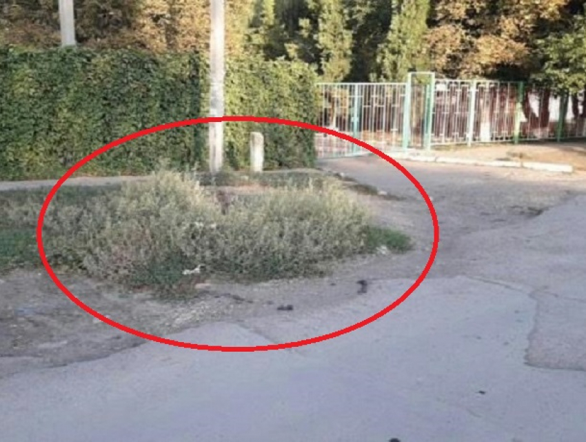 Открытый колодец спрятан в траве около входа в детский сад № 21 в Шахтах