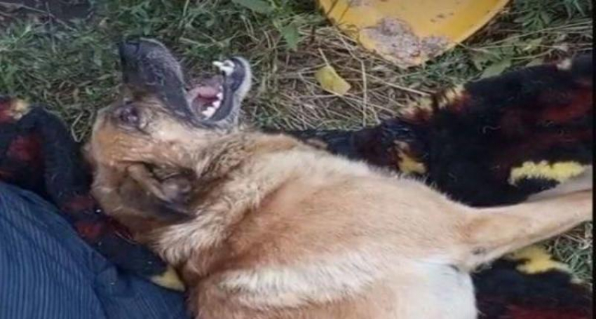 Массово гибнут животные в Шахтах: жители подозревают об отравлении