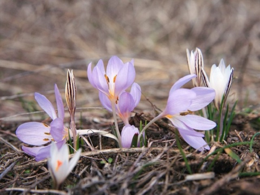 «На Онисима-овчарника зима безрогая»: погода в Шахтах и народный календарь 