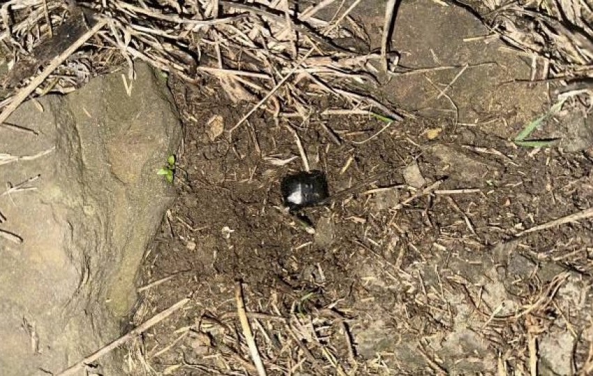 Наркодилерша задержана при попытке забрать крупную партию наркотиков 