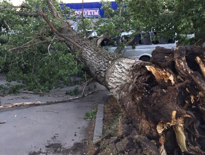 Громадное дерево в Шахтах рухнуло на проезжавший мимо автобус