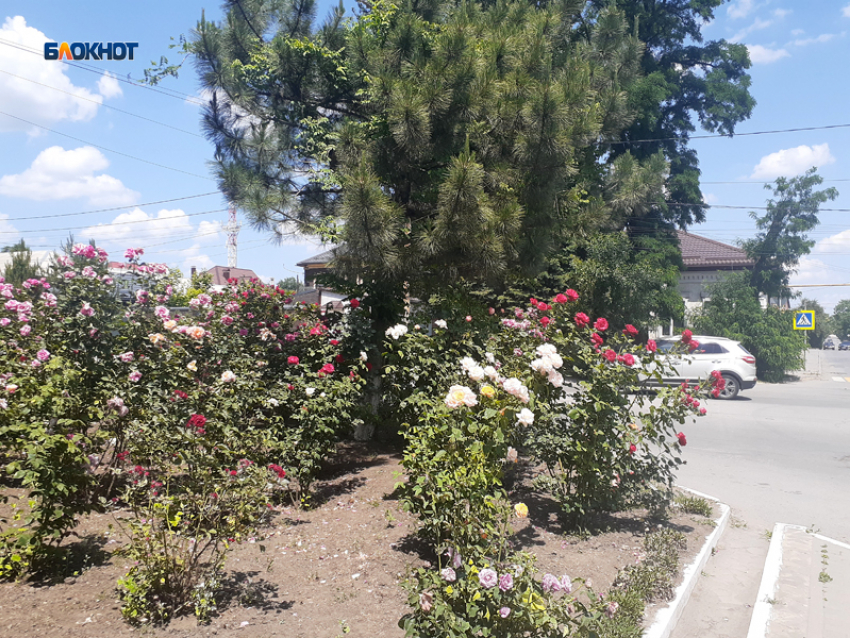 Станет немного прохладнее и будет солнечно в Шахтах