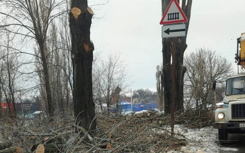 В Шахтах вырубку деревьев на Мечникова объяснили подготовкой к празднованию 80-летия Победы
