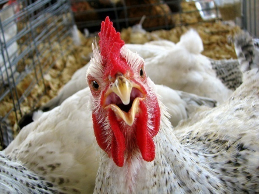 Под Шахтами на «Птицефабрике Маркинская» обнаружили птичий грипп