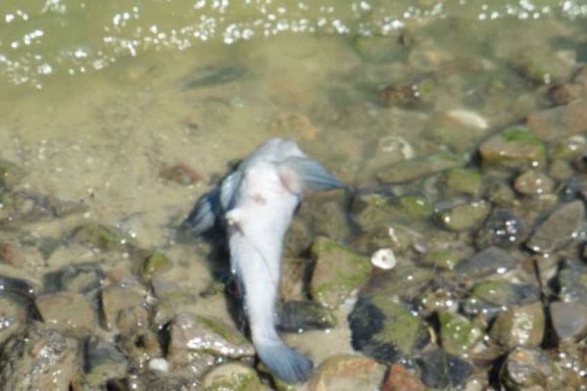 Массовая гибель рыбы произошла недалеко от поселка Заозерье