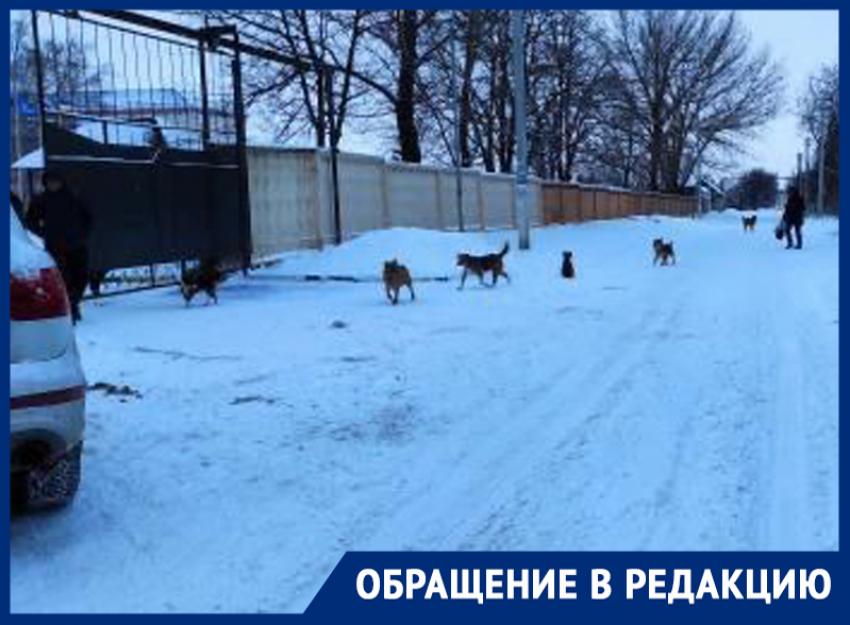 Жителей переулка Ленинградский беспокоят стаи бездомных собак