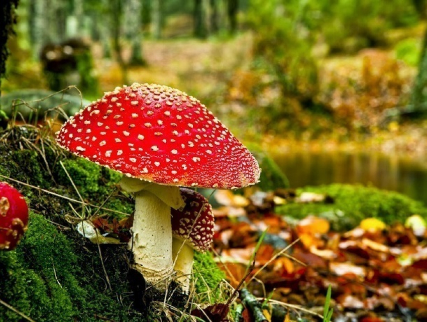Отравление дикорастущими грибами зарегистрировано в Шахтах
