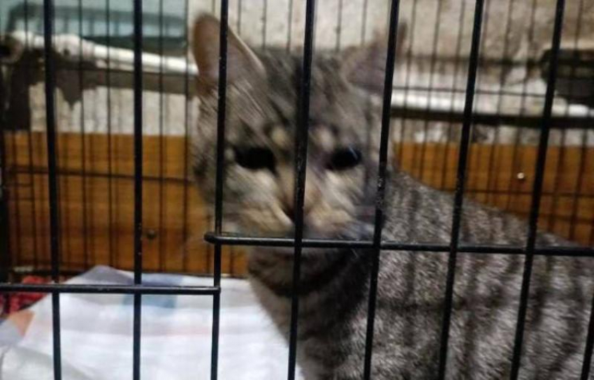 Волонтёры спасли больного кота, брошенного на морозе в Шахтах