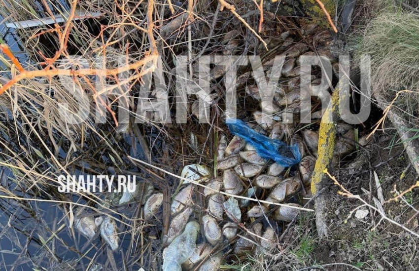 Жители Шахт в очередной раз зафиксировали массовую гибель рыбы на ставу ХБК