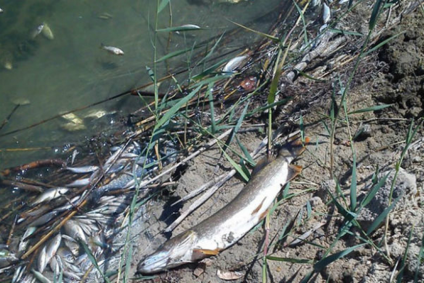 В Заозерье организована чистка берегов от мертвой рыбы