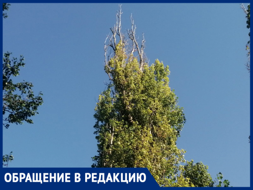 Дерево может рухнуть на дома: жильцы улицы Ильюшина в Шахтах опасаются ЧП
