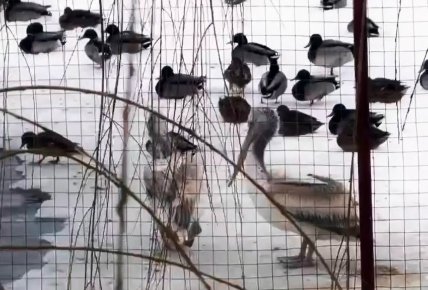 Спасённого изо льда пеликана выпустили на озеро в «Малинках» под Шахтами