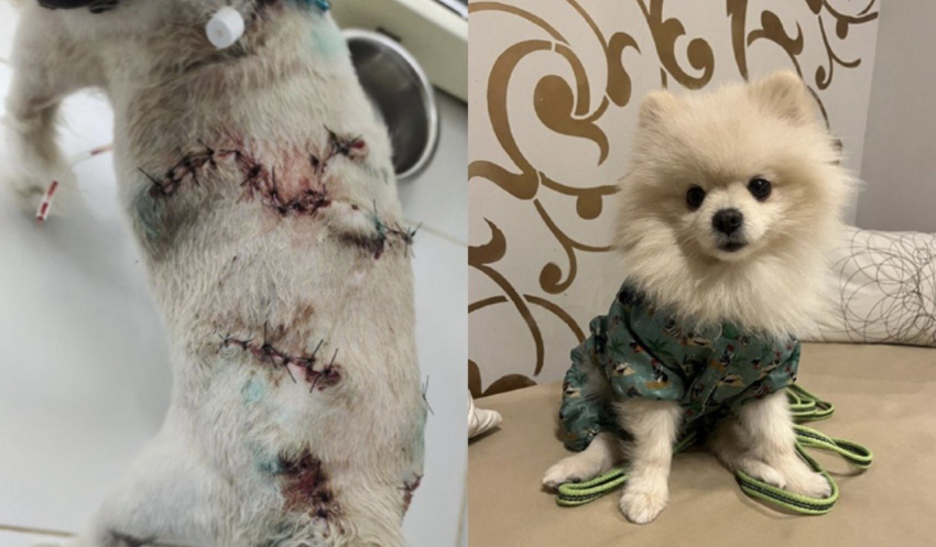 Волонтеры Шахт спасли шпица, которого бросили хозяева после нападения собак