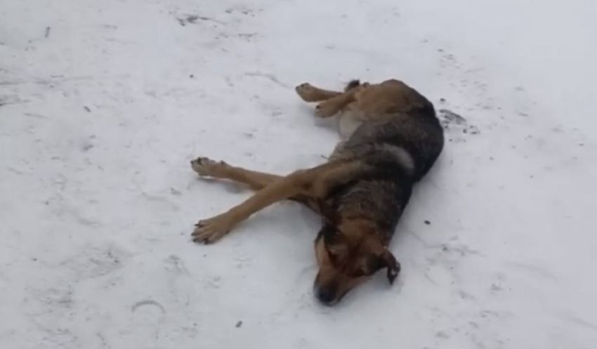 Волонтеры из Шахт спасают избитого бездомного пса