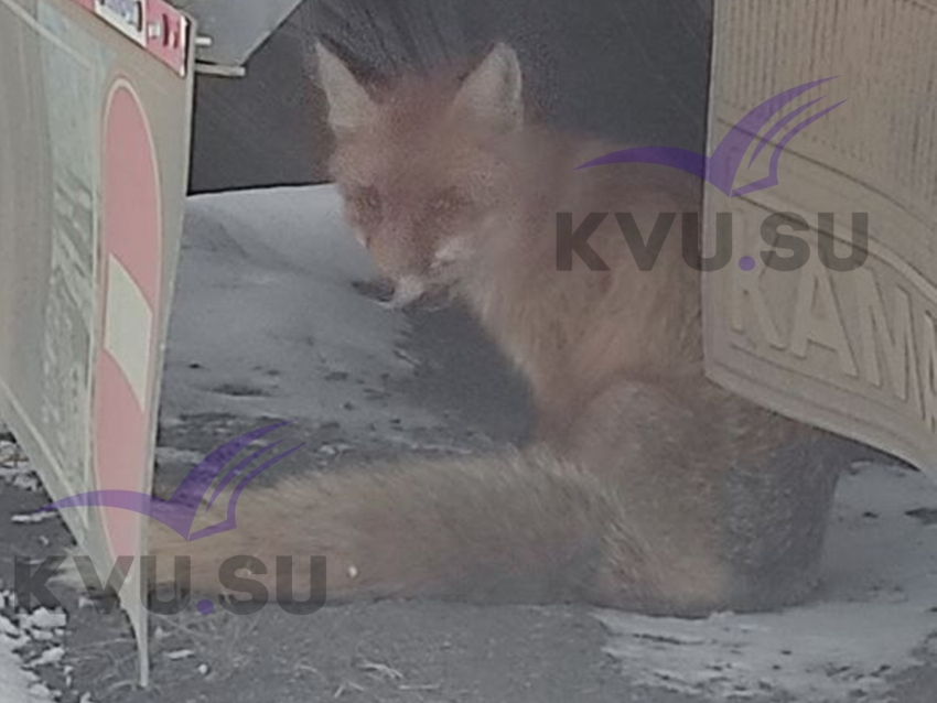 Раненую лису, сидящую под машиной, обнаружил житель Шахт