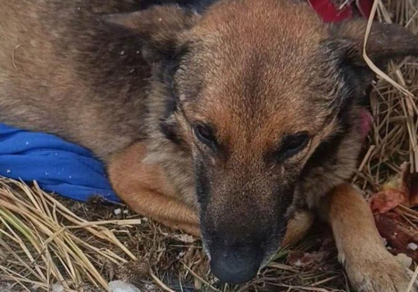 Зоозащитники борются за жизнь пса, отравившегося костями в Шахтах