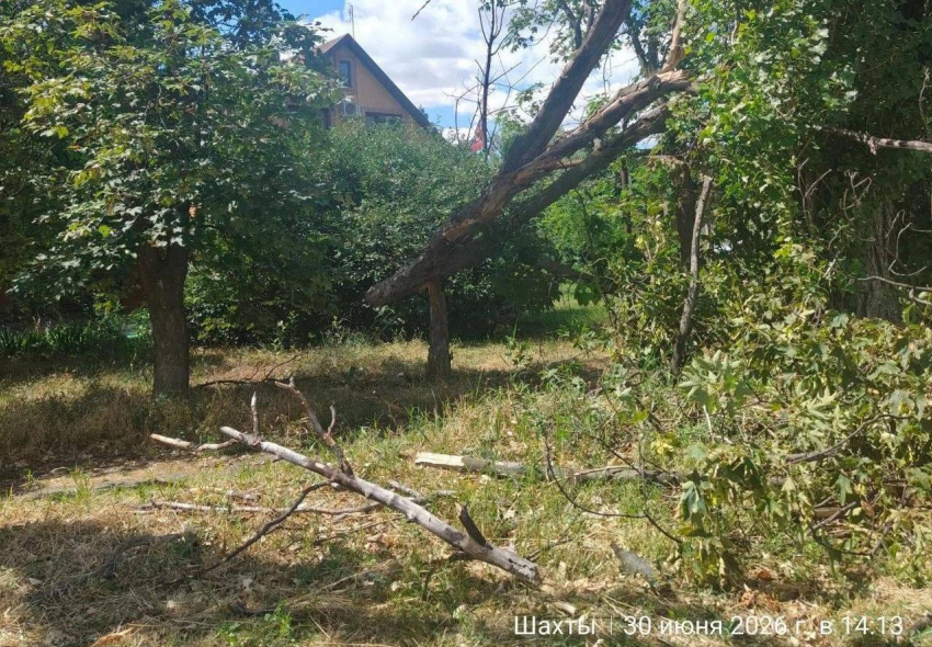 В поселке ХБК города Шахты на тротуар упало аварийное дерево