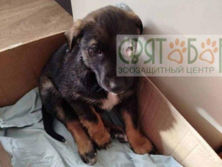 Нелюди расстреляли из пневматики стаю щенков на Артеме в Шахтах — выжил только один