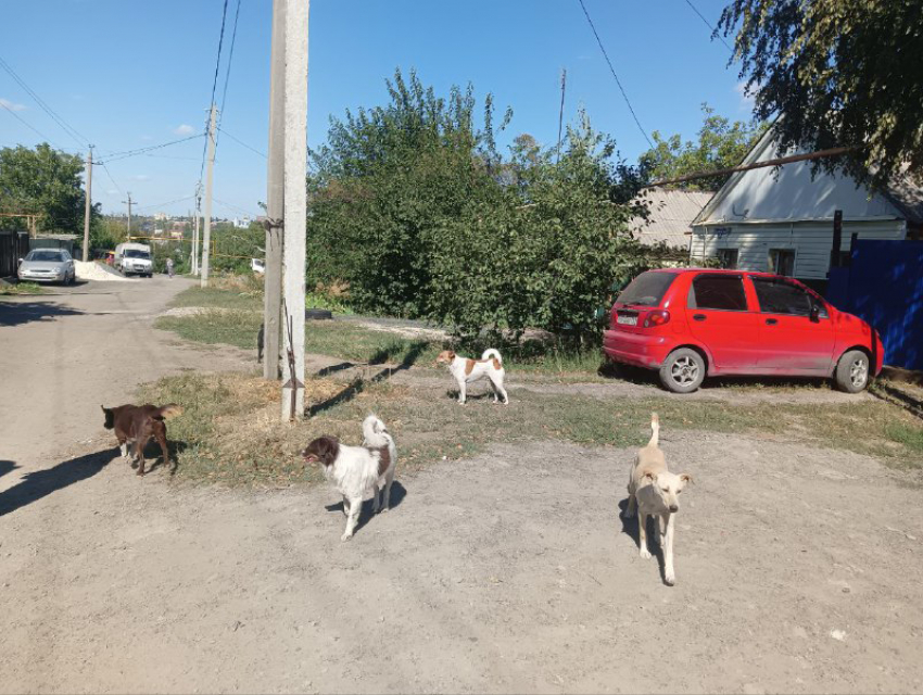 Пять собак отловили на Дежнева: после публикации статьи в Блокноте шахтинцев просят сообщать об агрессивных животных