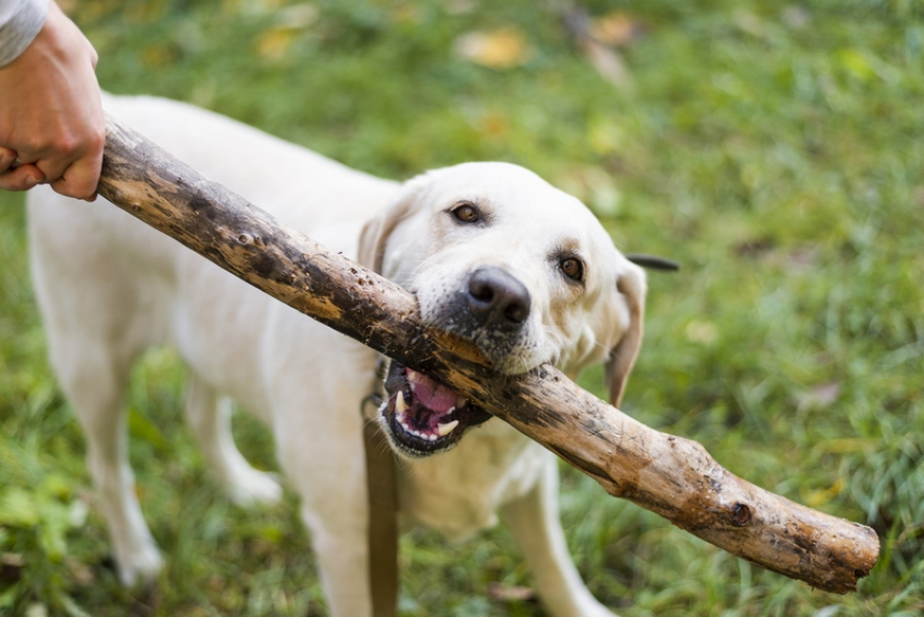 В Шахтах суд отказал хозяевам собаки, требовавшим от ветеринарной клиники почти полмиллиона рублей за смерть животного