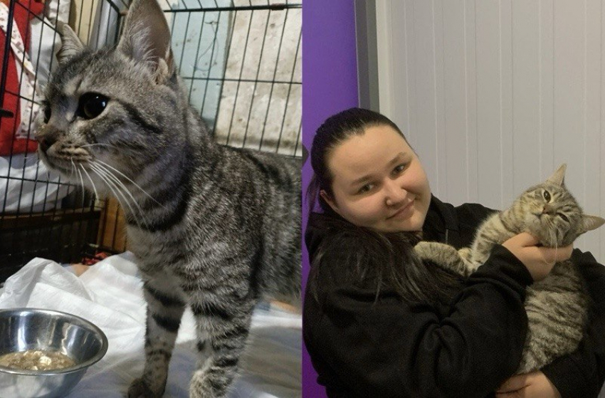 Кот, которого бросили на морозе в Шахтах, нашел любящую семью