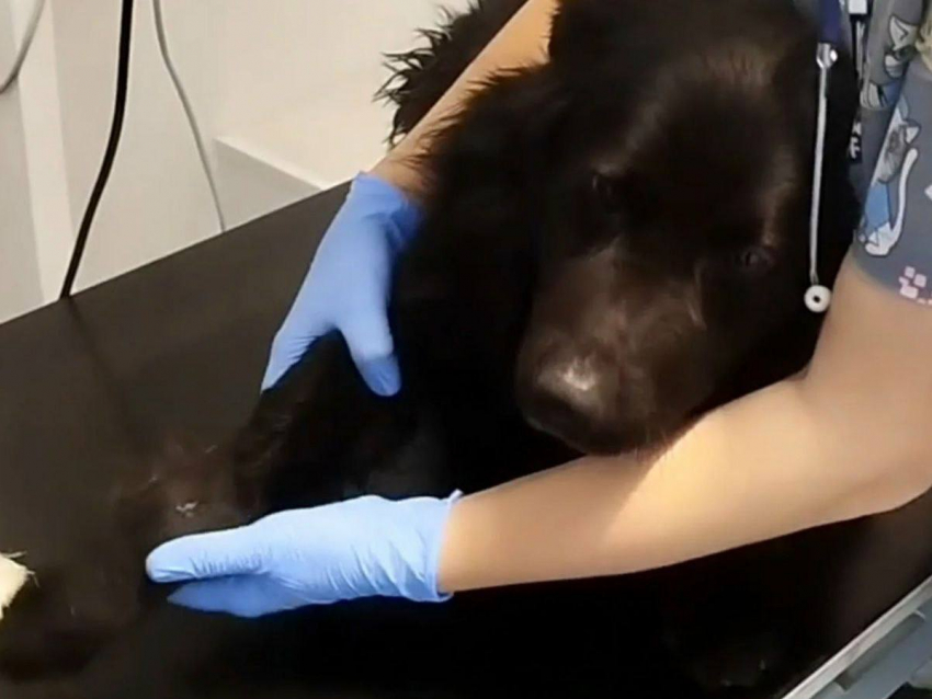 Волонтеры из Шахт спасают бездомного пса с переломами лап