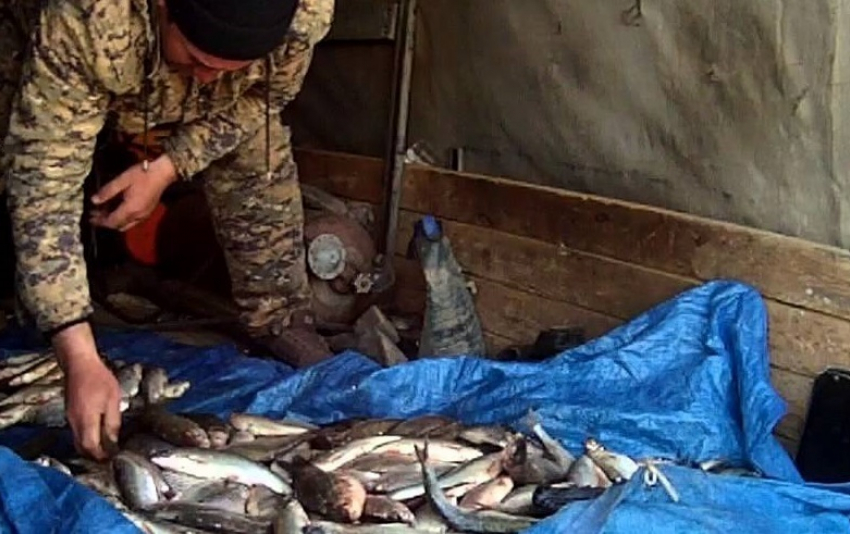 На трассе Цимлянск - Шахты задержали «Газель» с полуторами тонн замороженной рыбы