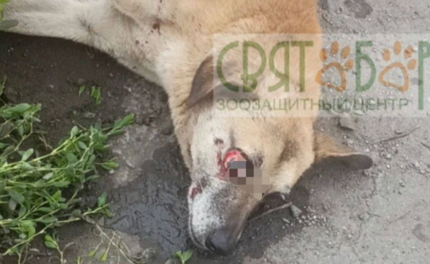 Волонтеры спасают собаку, попавшую под колеса автомобиля в Каменоломнях