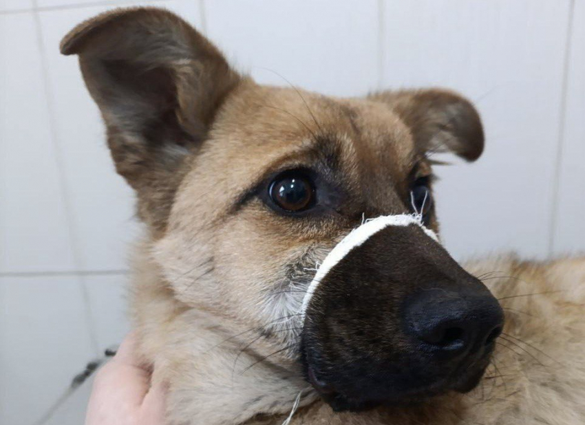 Зоозащитница спасла щенка с тяжёлой травмой лапы на Артеме в Шахтах