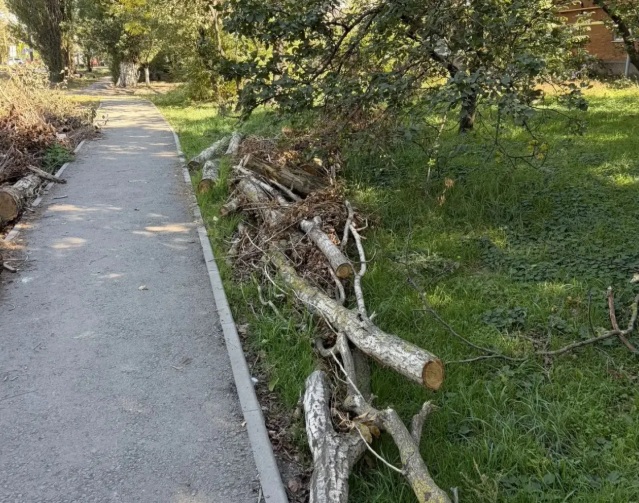 шахты деревья 2.jpg